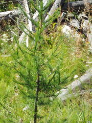 Larix occidentalis