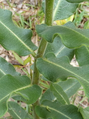 Asclepias obovata