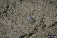 Cicindela repanda