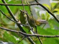 Basileuterus tristriatus