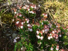 Phyllodoce nipponica