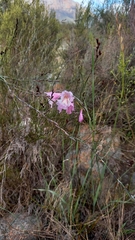 Gladiolus hirsutus