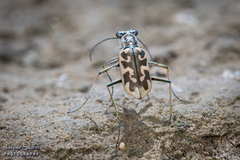 Ellipsoptera cuprascens