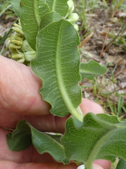 Asclepias obovata