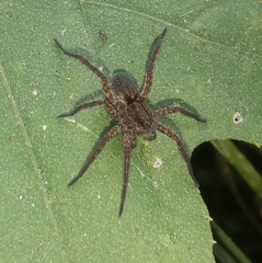 Pardosa