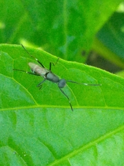 Sepsidae