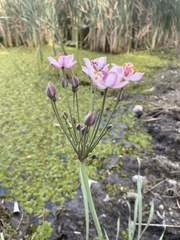 Butomus umbellatus