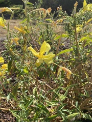Oenothera elata