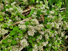 Mikania scandens