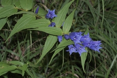 Gentiana asclepiadea