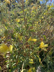 Oenothera elata
