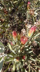 Protea burchellii