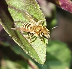 Halictus subauratus