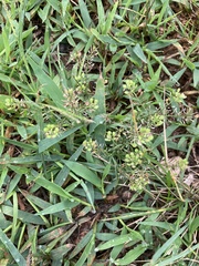 Lepidium virginicum