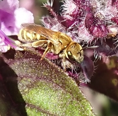 Halictus subauratus