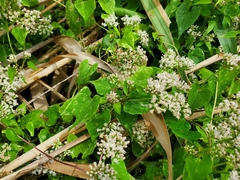 Mikania scandens