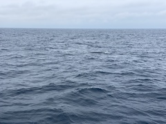 Balaenoptera physalus