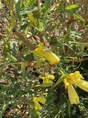 Oenothera elata