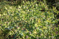 Euphorbia lathyris