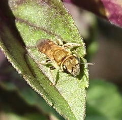 Halictus subauratus