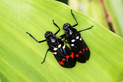 Callitettix versicolor