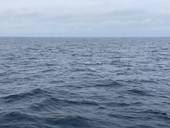 Balaenoptera physalus