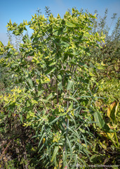 Euphorbia lathyris