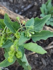 Solanum nigrum