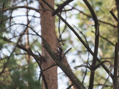 Dendrocopos major