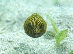Arothron stellatus