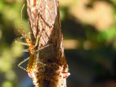 Zelus renardii