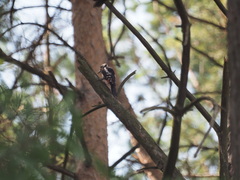 Dendrocopos major