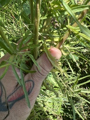Eupatorium torreyanum