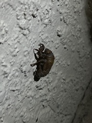 Cicadoidea