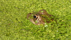 Pelophylax perezi