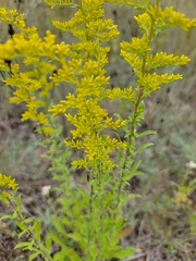 Solidago