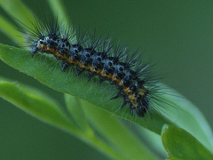 Acronicta cinerea