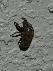 Cicadoidea