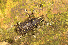 Anthribidae