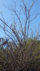 Morus rubra