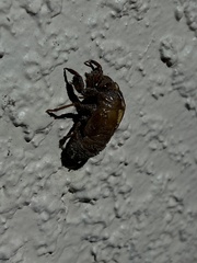 Cicadoidea