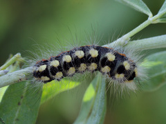 Acronicta cinerea