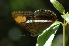 Adelpha donysa