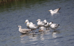 Larus argentatus