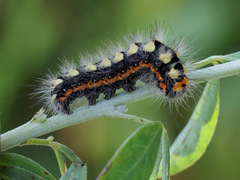 Acronicta cinerea