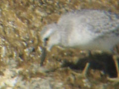 Calidris canutus