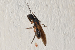 Camponotus renggeri