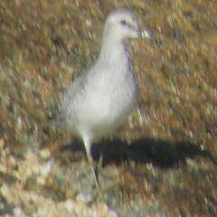 Calidris canutus