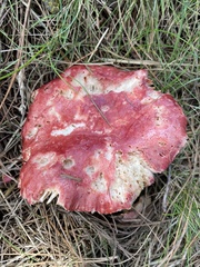 Russula californiensis