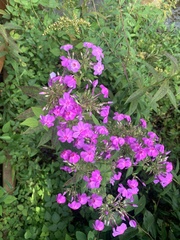 Phlox